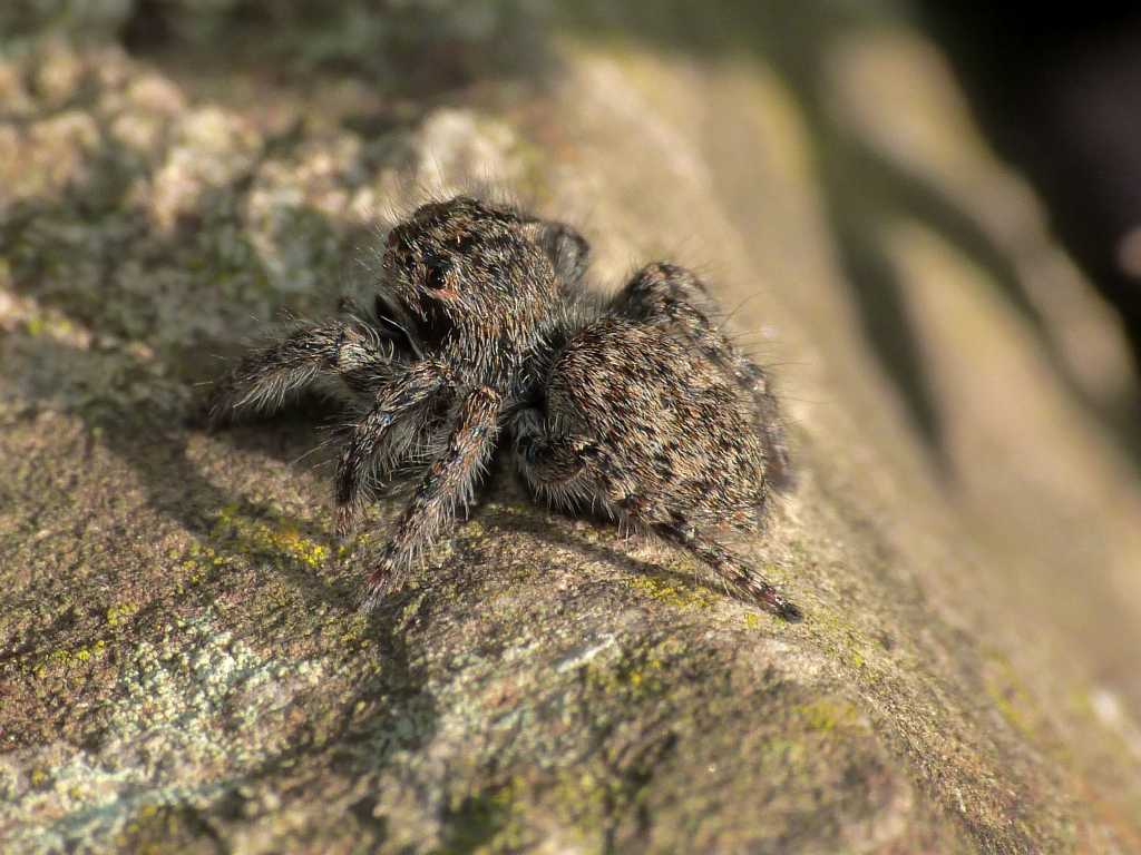 Philaeus chrysops - Montalto Uffugo (CS)